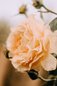 鲜花