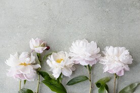 鲜花 