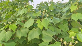 木芙蓉