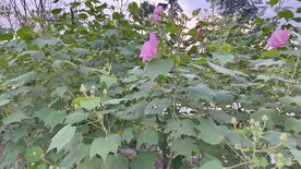 木芙蓉