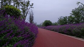鼠尾草