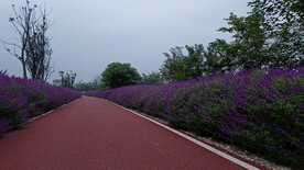 鼠尾草
