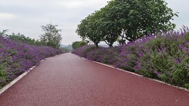 木芙蓉