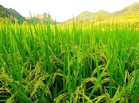 一片稻田