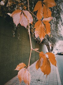 封面背景