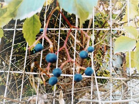 野葡萄