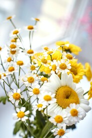 清新雏菊