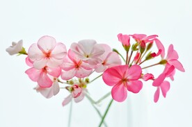 小清新鲜花背景