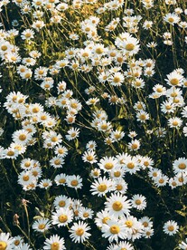 菊花花海壁纸