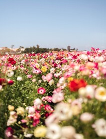唯美花海