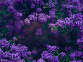 紫色花