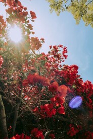 繁花阳光摄影