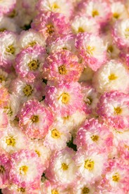 唯美花墙