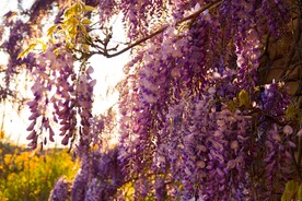 紫罗兰花海