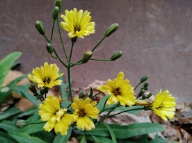小野花