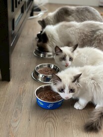 布偶猫