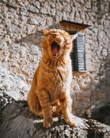 晒太阳的猫