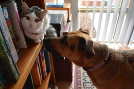 狗和猫