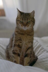 凶表情的猫