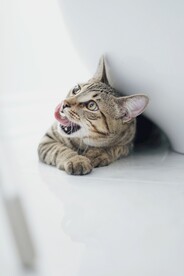 猫咪
