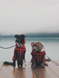 狗