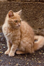 橘猫