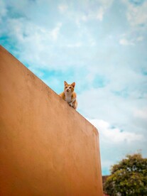 墙头上的猫