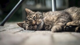 慵懒的猫