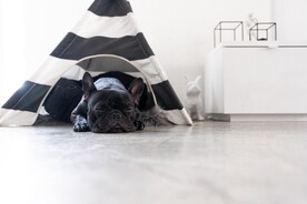斗牛犬
