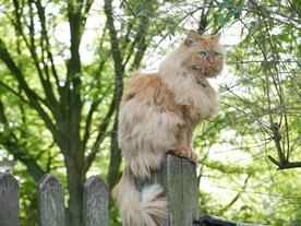 霸气的猫