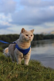 野外的猫咪