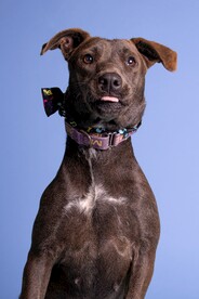 凶犬