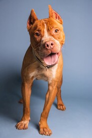 贵妃犬