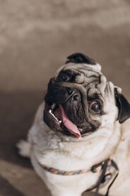 八哥犬