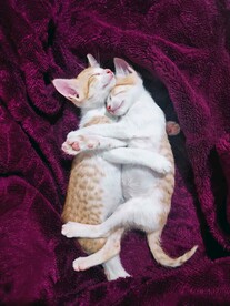 拥抱的猫咪