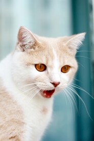 小花猫