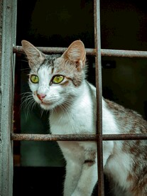 窗户里的猫