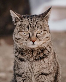 小胖猫