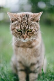 小花猫
