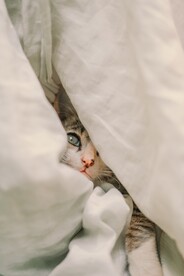 躲猫猫