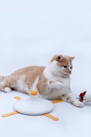猫咪