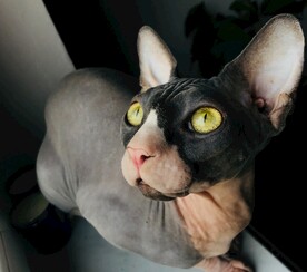 无毛猫