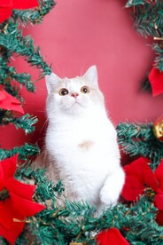 猫咪