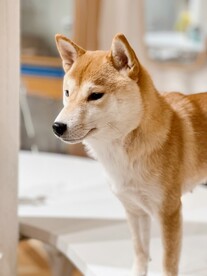 柴犬