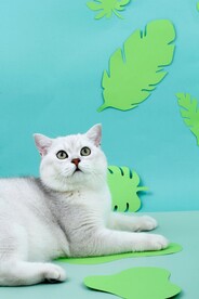 猫咪