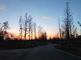 夕阳下林间公路
