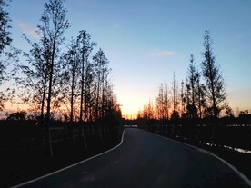 黄昏下林间公路