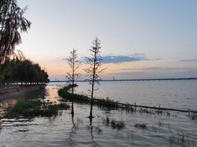 湿地湖景水杉