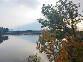 秋天湖边桃树