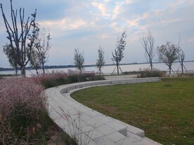 湖边广场柳枝稷盛开